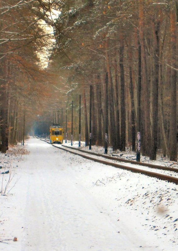Im Wald bei Rahnsdorf, 2006